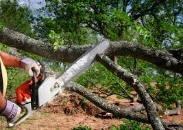 Best Tree Maintenance Programs  in Canonsburg, PA